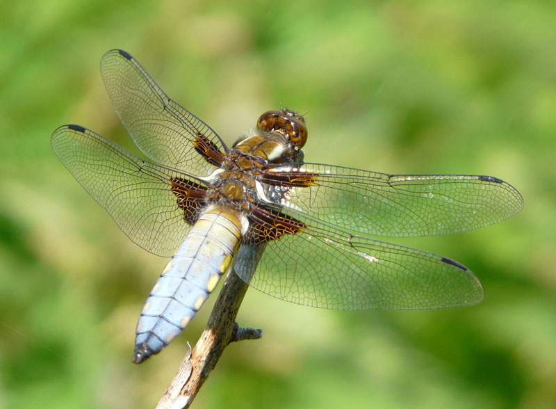 libellula da identificare: Libellula depressa